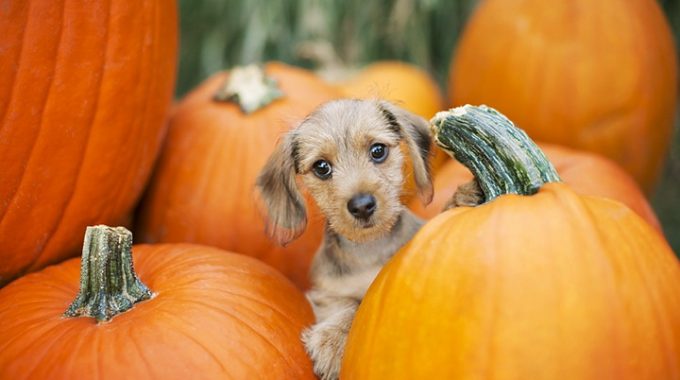 Image showing little dog sitting through some pumpkins