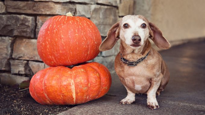 Little dog sitting next to two pumpkins