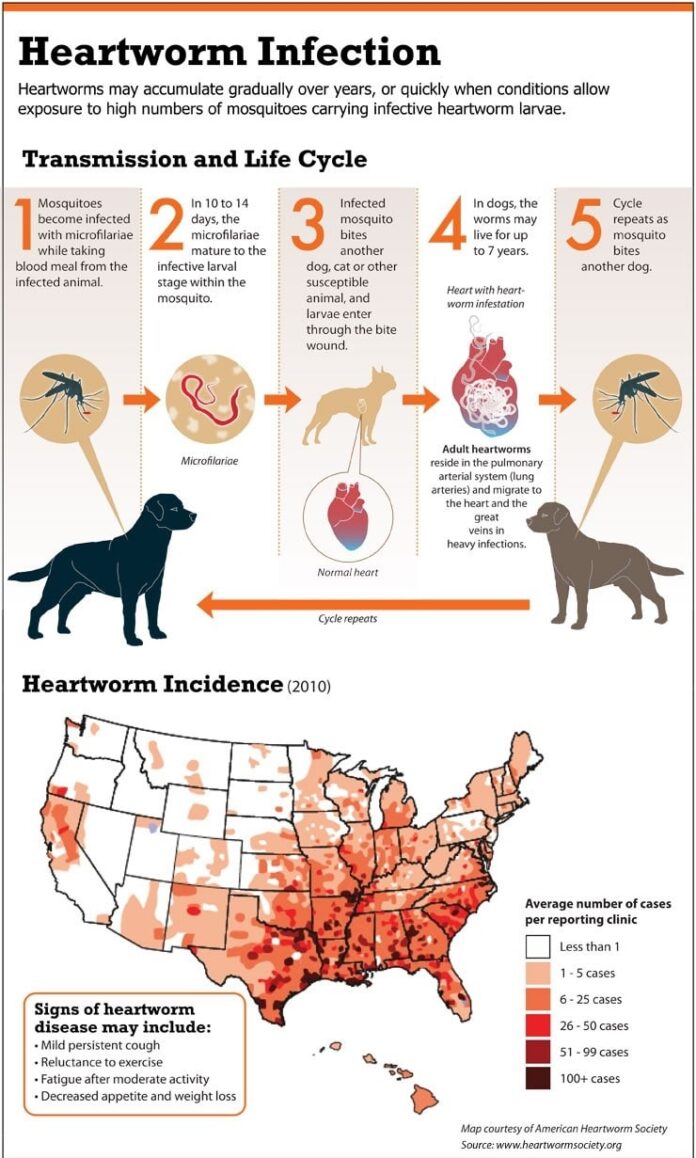 Heartworm infection infographic