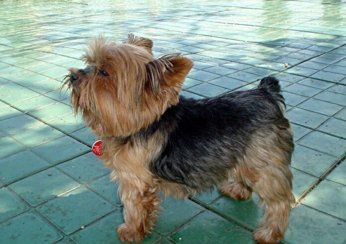 Yorkshire Terrier