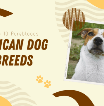 African Dog Breeds