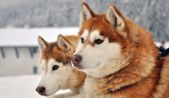 Alaskan Husky