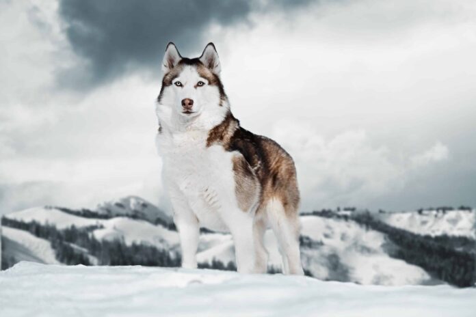  Alaskan Husky on the snow