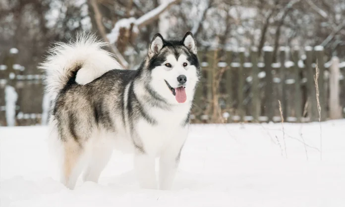 Alaskan Malamute on the snow