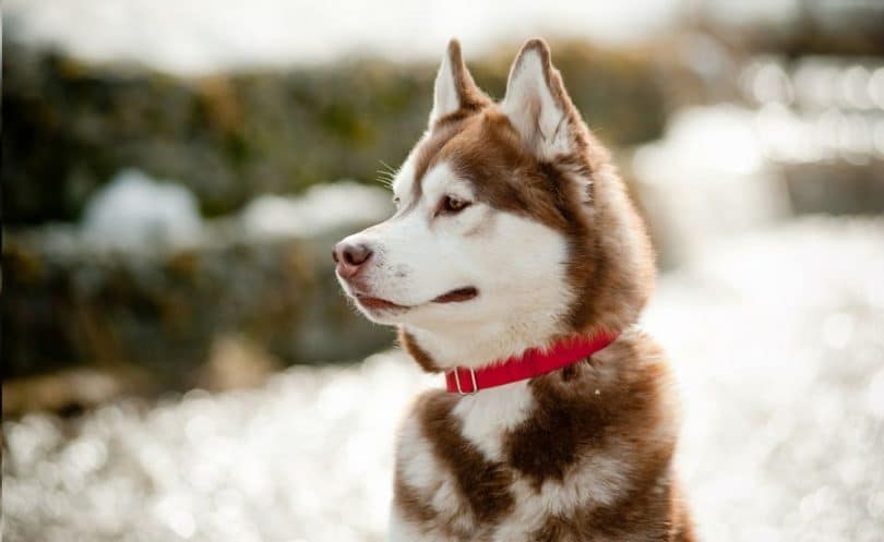 Alaskan dog breed waiting owner