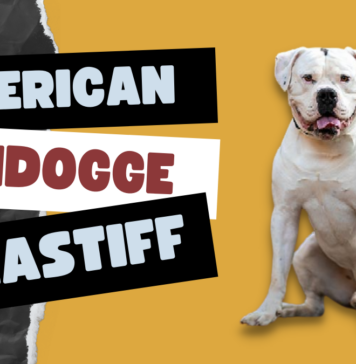 American Bandogge Mastiff