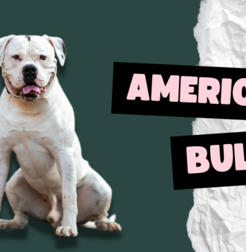American Bully