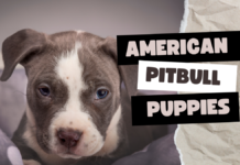 American Pitbull Puppies