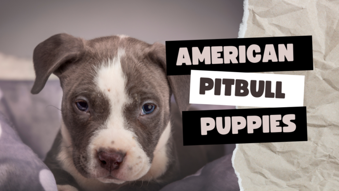 American Pitbull Puppies