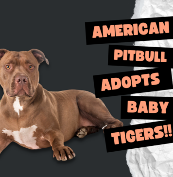 American Pitbull adopts baby tigers!!