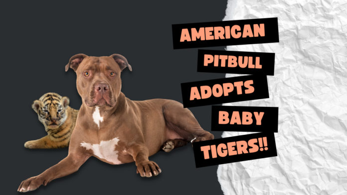 American Pitbull adopts baby tigers!!