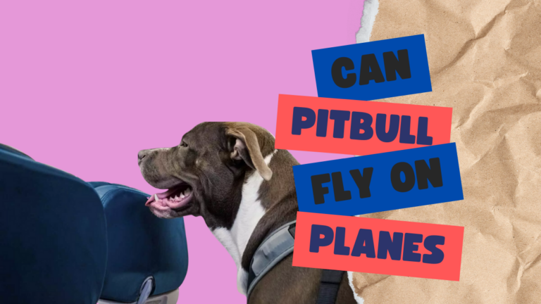 American Pitbulls Flying the Friendly Skies