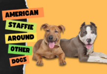 American Staffie is cool around other dogs!!