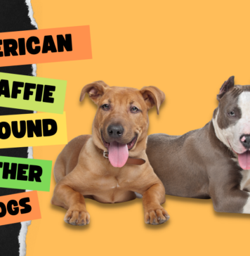 American Staffie is cool around other dogs!!