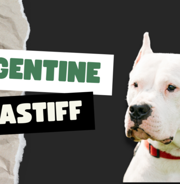 Argentine Mastiff