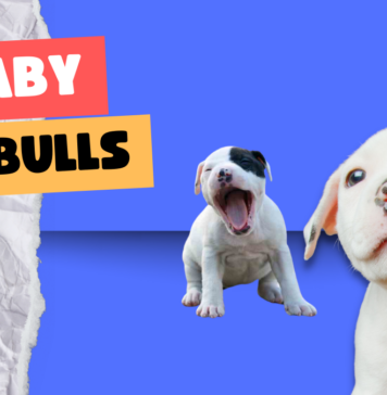 Baby Pitbulls
