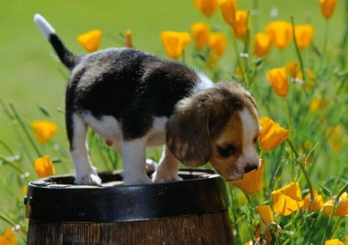 Beagle_puppy_smelling_flowers