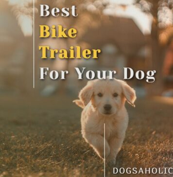 Best Bike Trailer For Your Dog