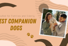 Best Companion Dogs
