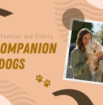 Best Companion Dogs