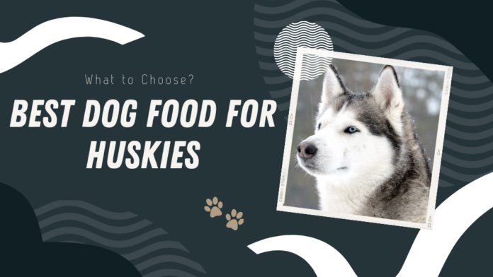 Best Dog Food for Husky