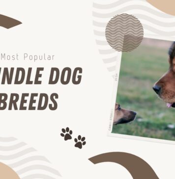 Best Dogs With Brindle Coats