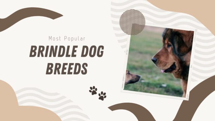 Best Dogs With Brindle Coats