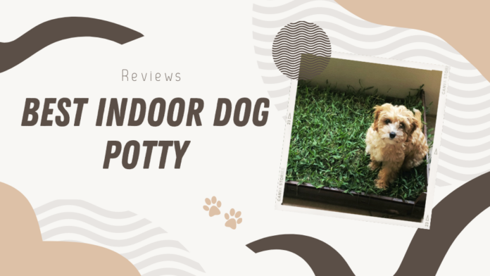 Best Indoor Potty for Dogs