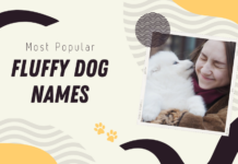 Best Names for Fluffy Dogs