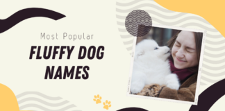 Best Names for Fluffy Dogs
