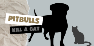 Big Pitbulls Kill a Cat