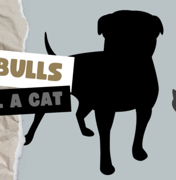 Big Pitbulls Kill a Cat