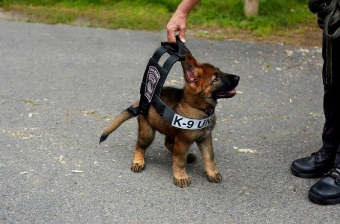 Big vest for puppy