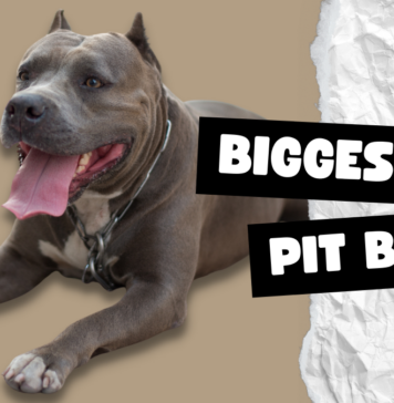 Biggest Pit Bull