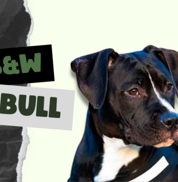 Black And White Pitbull