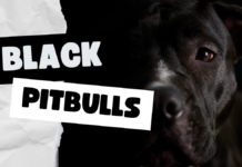 Black Pitbulls