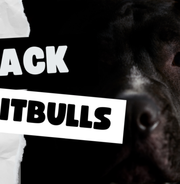 Black Pitbulls