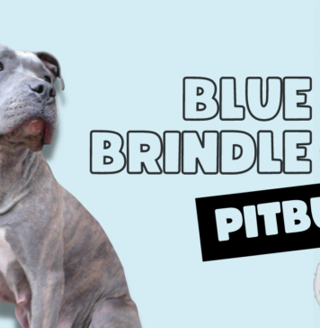 Blue Brindle Pitbull
