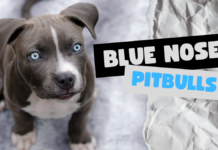 Blue Nose Pitbulls