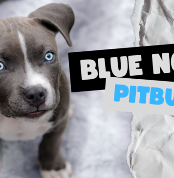 Blue Nose Pitbulls