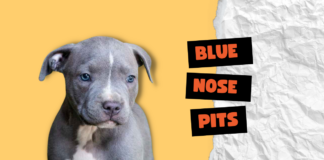 Blue Nose Pits