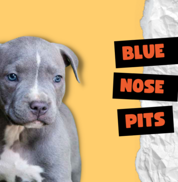 Blue Nose Pits