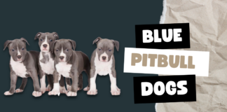 Blue Pit Bulls Dogs