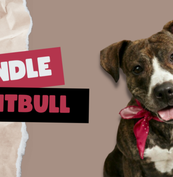 Brindle Pit Bulls
