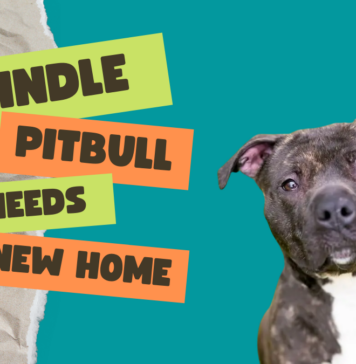 Brindle Pitbull needs a new home