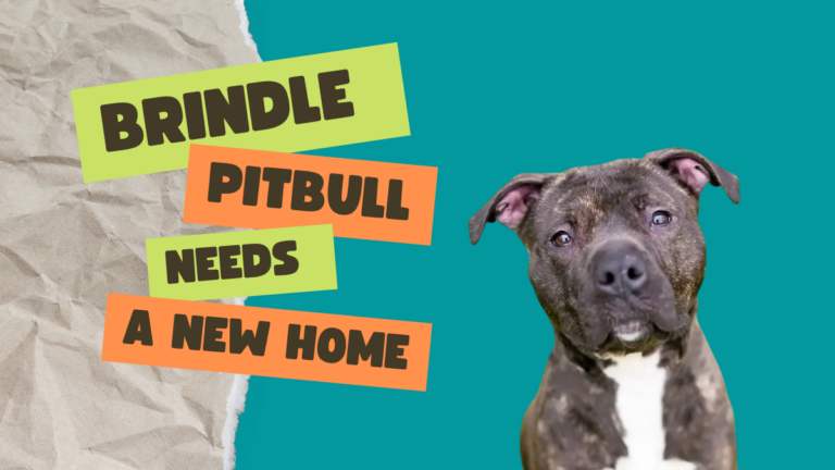 Brindle Pitbull needs a new home