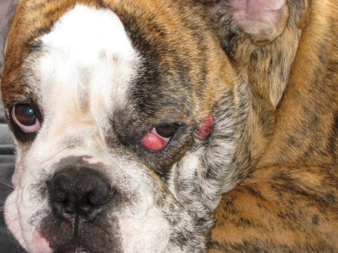 Bulldog with cherry eyes