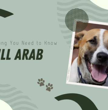 Bull Arab Dog