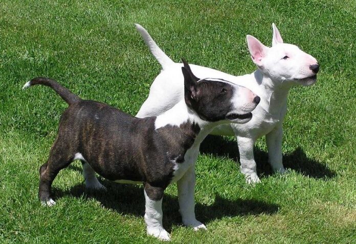 Bull Terrier puppies