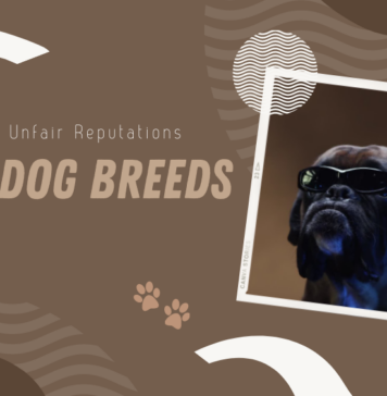 Bully Dog Breeds